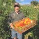 World Kitchen Private Chef Services Tomatoes in Feild